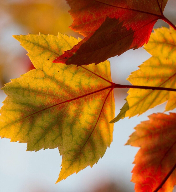 Καλλιάνος: «Αναμένεται ήπιος καιρός ως τις αρχές Νοέμβρη»