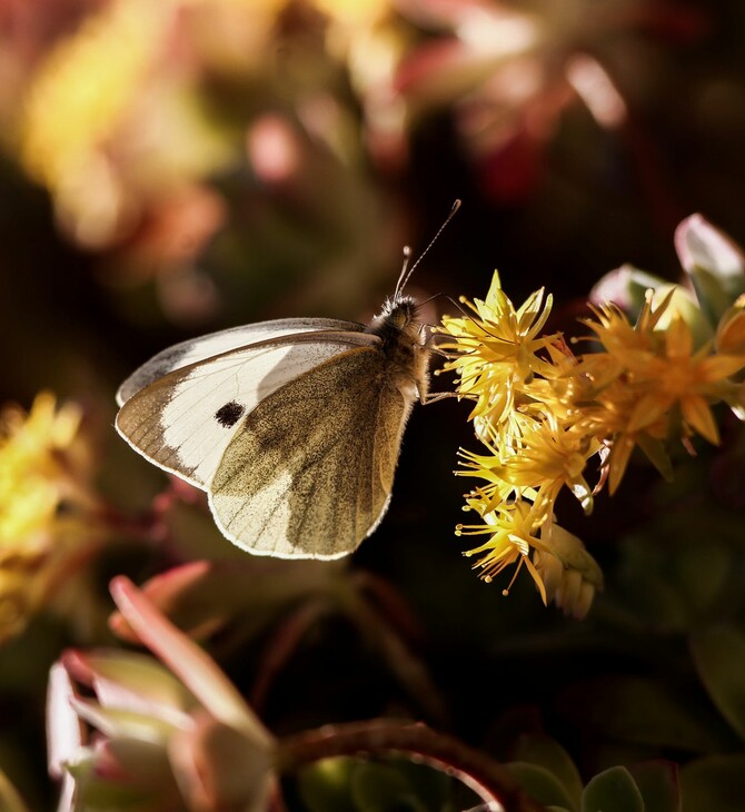 Ανοιξιάτικος ο καιρός σήμερα και αύριο - Το «ανοργάνωτο» βαρομετρικό χαμηλό που έρχεται την Παρασκευή