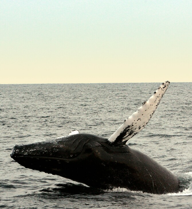 Γήρανση: Μπορεί η φάλαινα της Γροιλανδίας, με προσδόκιμο ζωής τα 200 έτη, να μας βοηθήσει στην επιβράδυνση;