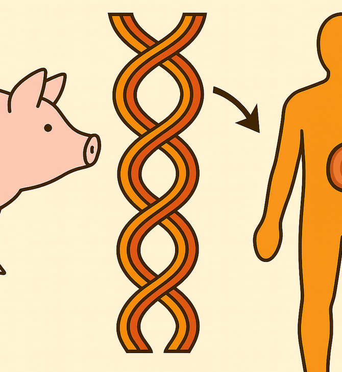 Πώς τα όργανα χοίρων μπορεί σύντομα να σώζουν ανθρώπινες ζωές