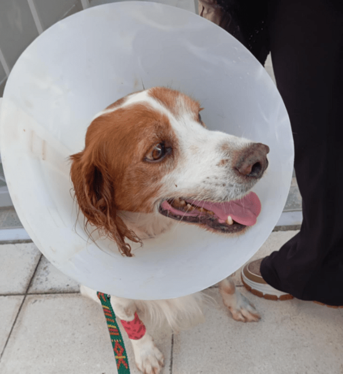 Κακοποίηση σκύλου στην Ηλεία: «Ουδέποτε αναφέραμε ότι κακοποιήθηκε σεξουαλικά», λέει η φιλοζωική οργάνωση