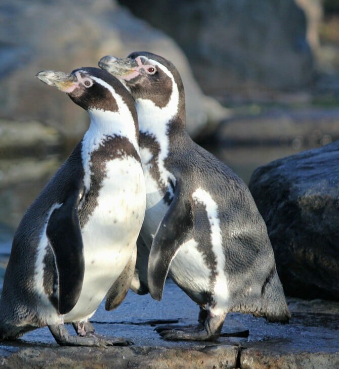 Οι πιγκουίνοι είναι μονογαμικοί ή εφαρμόζουν στρατηγική επιβίωσης;