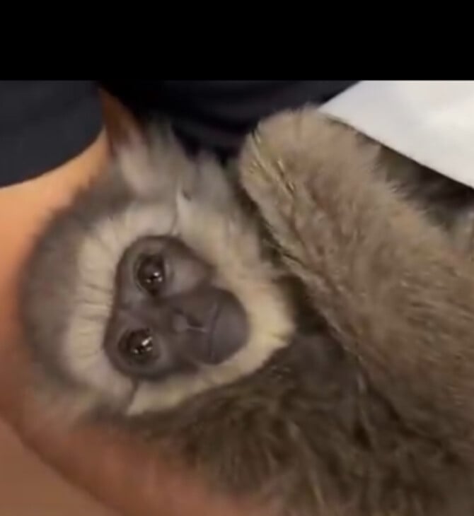 Λαθρέμπορος συνελήφθη στην Ινδία με δύο απειλούμενους γίββωνες μέσα στη βαλίτσα του