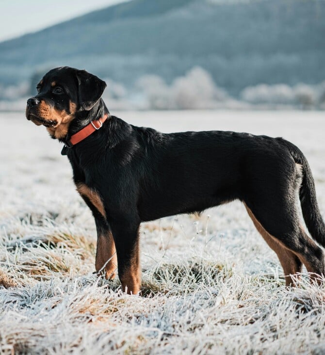 ΡΟΤΒΑΙΛΕΡ ΕΠΙΘΕΣΗ ΚΑΛΑΜΑΤΑ