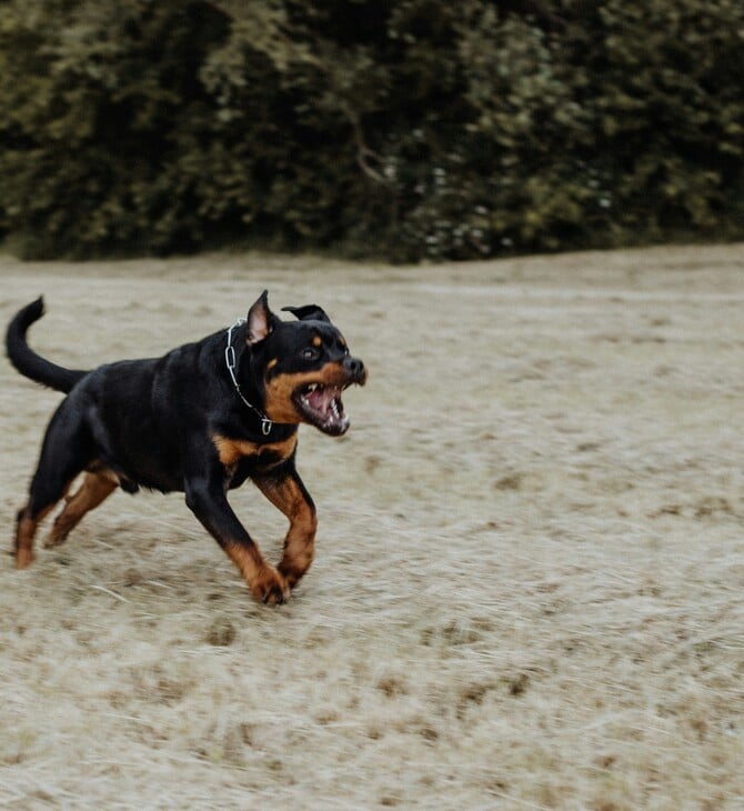 ΡΟΤΒΑΙΛΕΡ ΕΠΙΘΕΣΗ