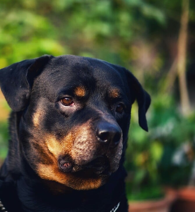 Επίθεση ροτβάιλερ στην Καλαμάτα: «Είμαστε μια εργατική, έντιμη και φιλοζωική οικογένεια» λέει ο γιος του 76χρονου