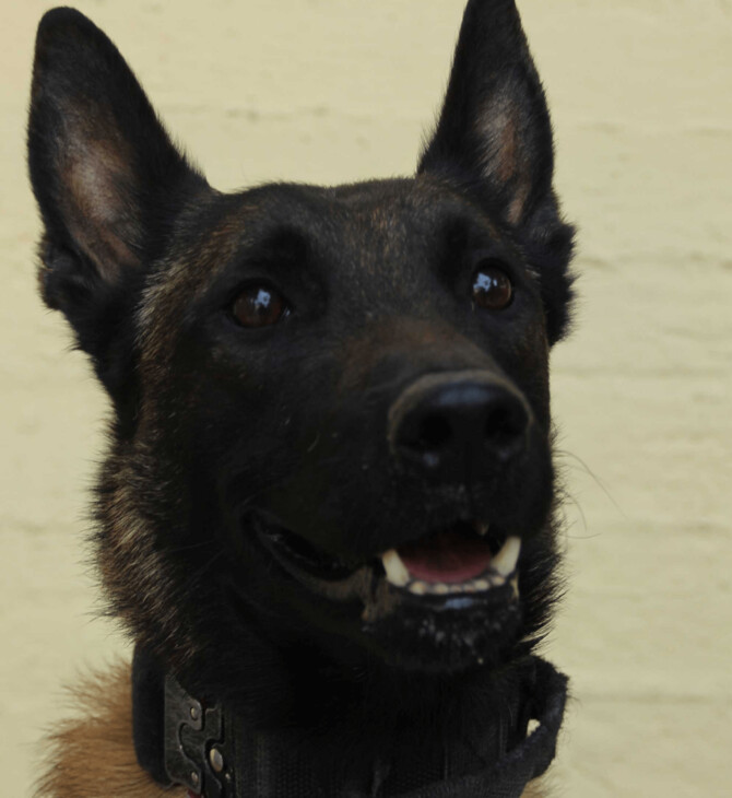 ECHO ΣΚΥΛΟΣ ANUBIS