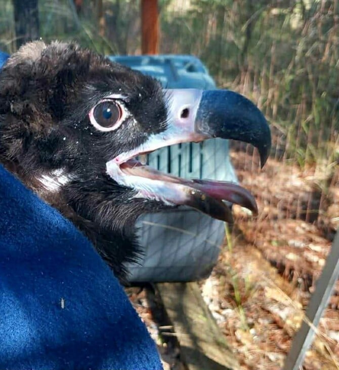 Δαδιά: Τοποθέτηση πομπών σε μαυρόγυπες 