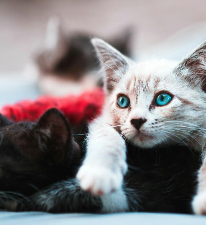 Τουρκία: Δικαστήριο υποχρέωσε άνδρα να πληρώνει στην πρώην σύζυγό του «διατροφή γάτας»