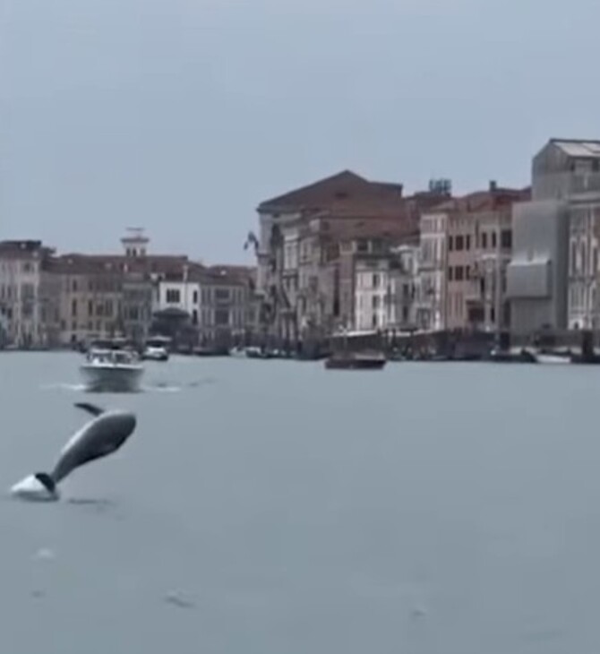 ΔΕΛΦΙΝΙ ΒΕΝΕΤΙΑ ΠΛΑΤΕΙΑ ΑΓΙΟΥ ΜΑΡΚΟΥ