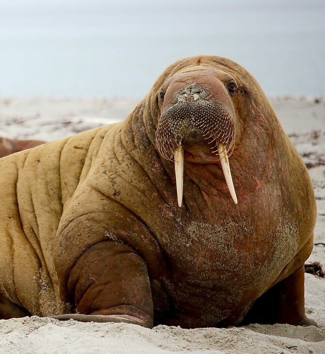 Φωτογράφος απαθανάτισε θαλάσσιους ίππους την ώρα που αλλάζουν χρώμα 