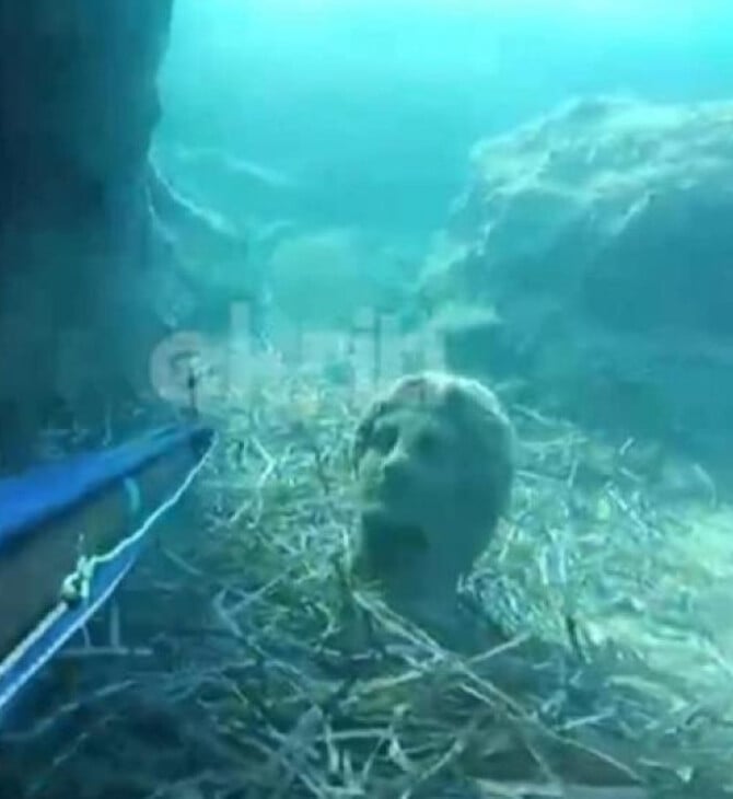 Ηράκλειο: Ψαροντουφεκάς εντόπισε ανθρώπινο άγαλμα στον βυθό