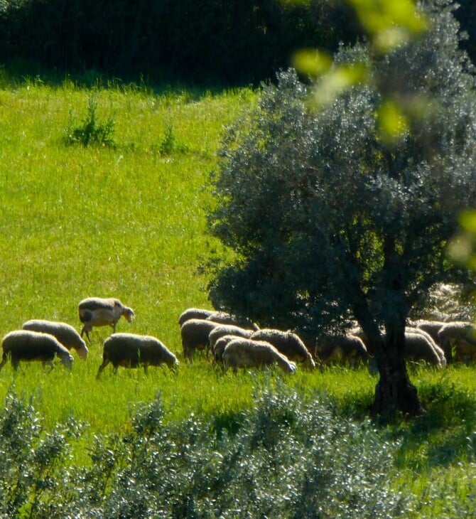 Επιβεβαιώθηκε κρούσμα καταρροϊκού πυρετού σε εκτροφή αιγοπροβάτων στην Μεσσηνία