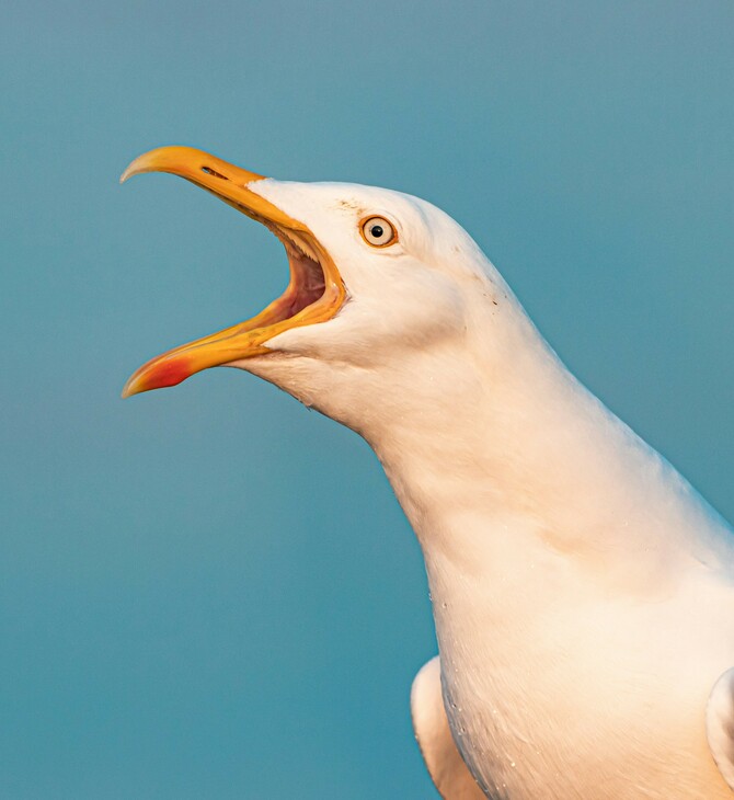 Η κραυγή είναι ο καλύτερος τρόπος για να διώξεις τους γλάρους