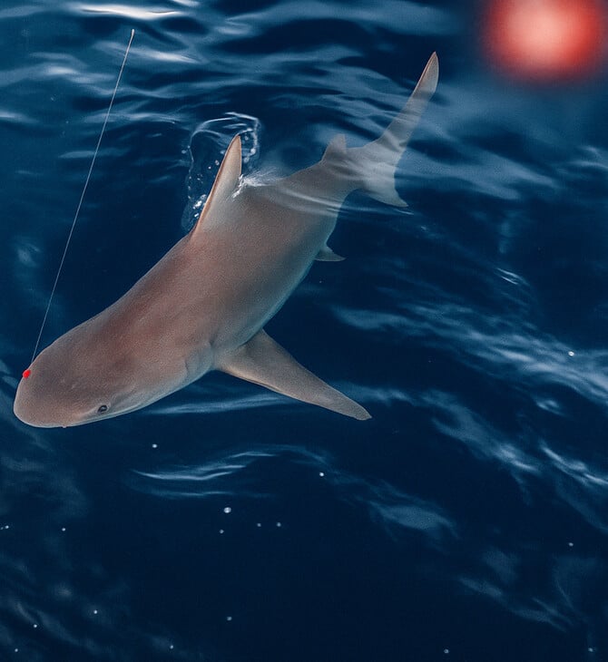 ΑΡΓΟΛΙΔΑ ΚΑΡΧΑΡΙΑΣ