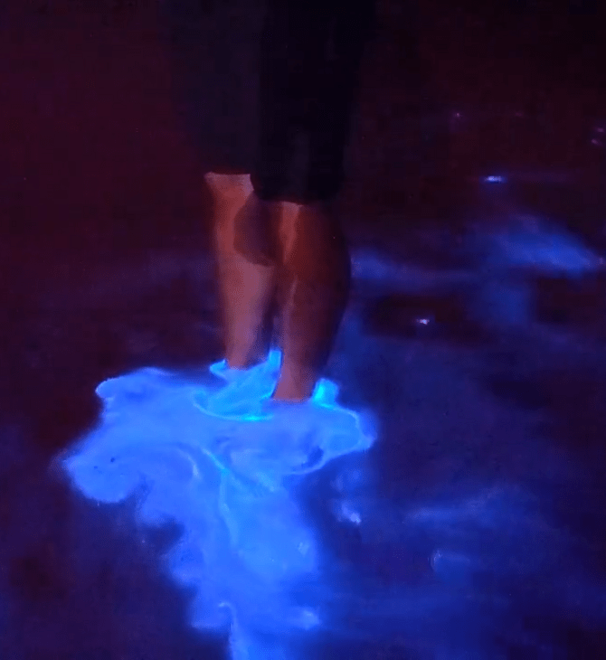 Εντυπωσιακό βίντεο από τη Νέα Ζηλανδία: Το φαινόμενο της βιοφωταύγειας «φώτισε» τα νερά του Όκλαντ