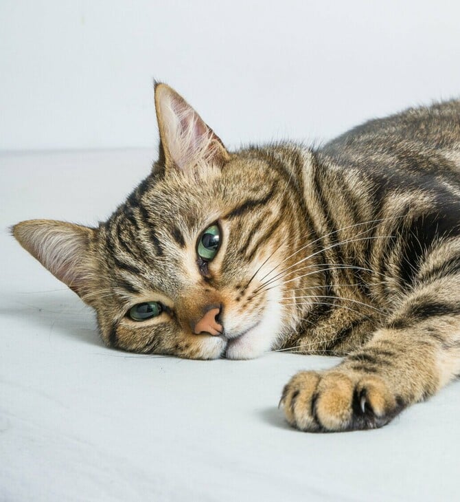 ΔΟΝΟΥΣΑ ΓΑΤΑ