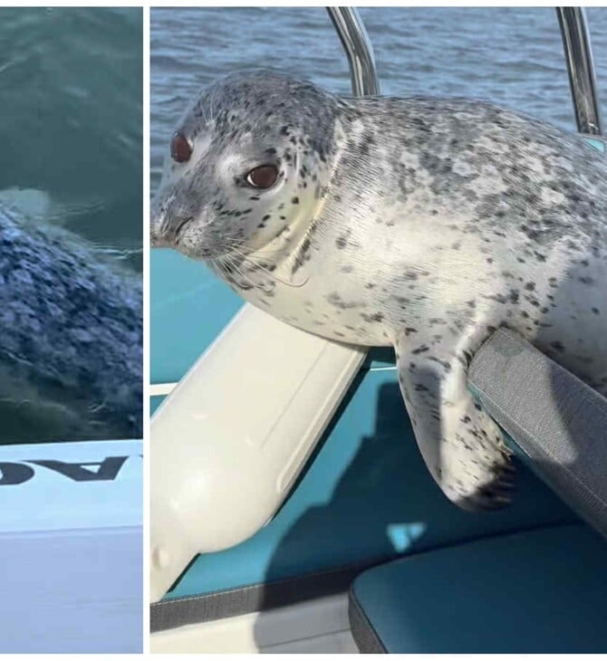 ΦΩΚΙΑ ΦΑΛΑΙΝΑ