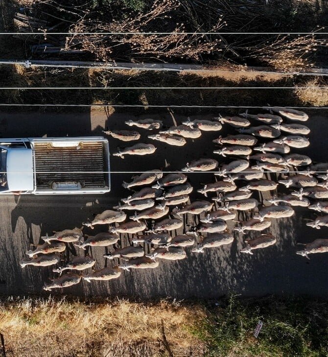 Κρούσμα καταρροϊκού πυρετού στο Πυρί της Γορτυνίας