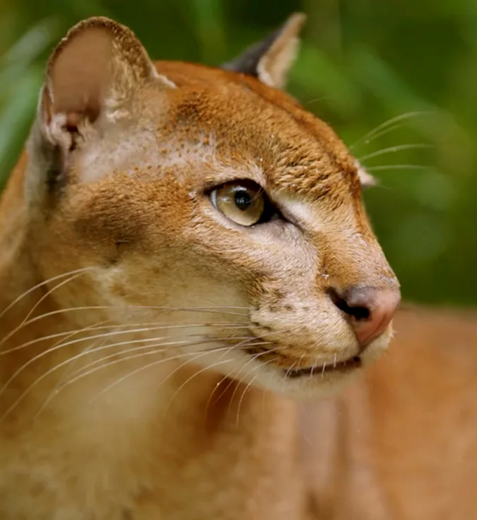 ΓΙΑ ΣΚ - Η πιο μυστηριώδης γάτα της Αφρικής «εξαφανίστηκε» από τα μάτια των επιστημόνων