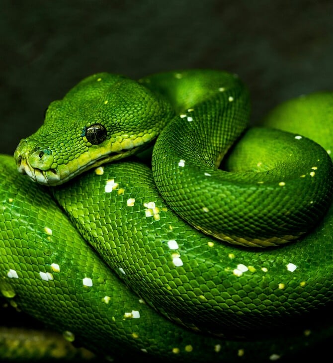 ΣΚ - Γιατί ορισμένα ζώα καταναλώνουν δηλητήριο χωρίς να πεθαίνουν;