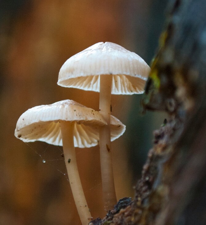 ΜΑΝΙΤΑΡΙΑ ΖΕΥΓΑΡΙ ΕΔΕΣΣΑ