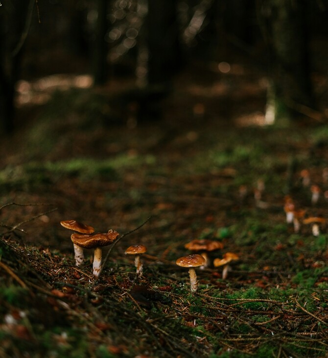 ΜΑΝΙΤΑΡΙΑ ΔΗΛΗΤΗΡΙΑΣΗ ΜΕΤΑΜΟΣΧΕΥΣΗ