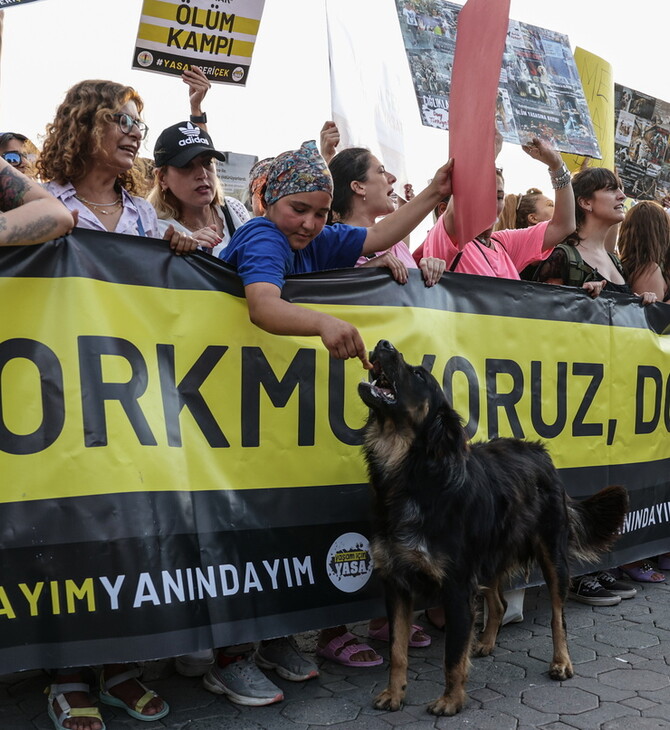 Κωνσταντινούπολη: Νέο μέτρο απαγορεύει τη σίτιση αδέσποτων σκύλων