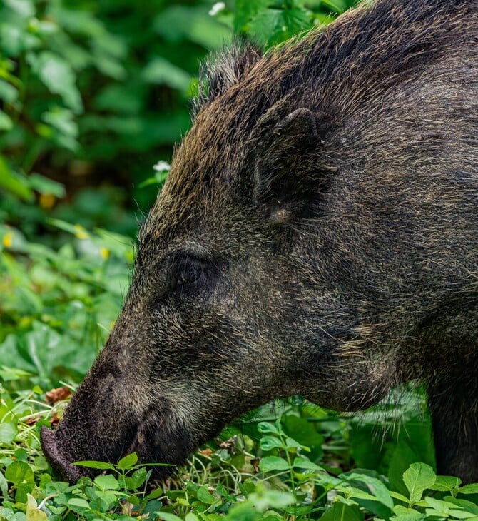 ΑΓΡΙΟΓΟΥΡΟΥΝΟ ΝΕΟΣ ΒΟΥΤΖΑΣ