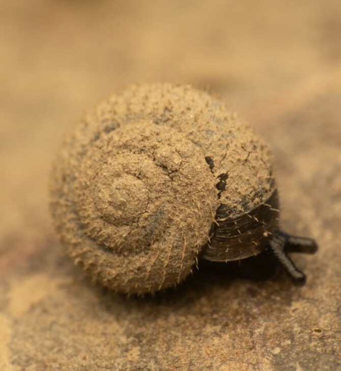 Μεγάλη κινητοποίηση στο Λονδίνο για τον εντοπισμό του «γερμανικού τριχωτού σαλιγκαριού»