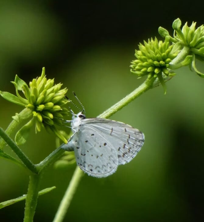 ΣΚ - Σχεδόν 3.000 είδη ζωντανών οργανισμών κινδυνεύουν με εξαφάνιση στην Ουαλία