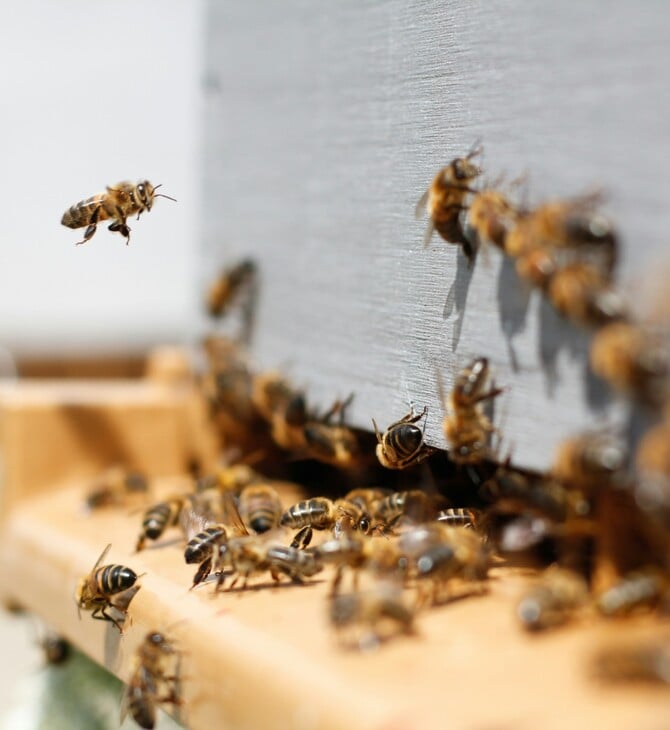 ΜΕΛΙΣΣΑ ΔΟΜΟΚΟ ΝΕΚΡΟΣ