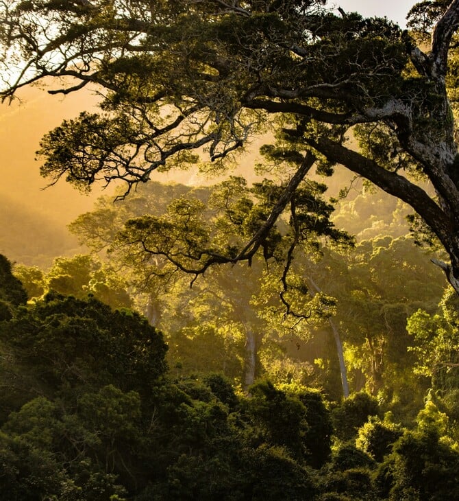 ΑΦΡΙΚΗ ΔΑΣΗ ΔΙΟΞΕΙΔΙΟ ΤΟΥ ΑΝΘΡΑΚΑ