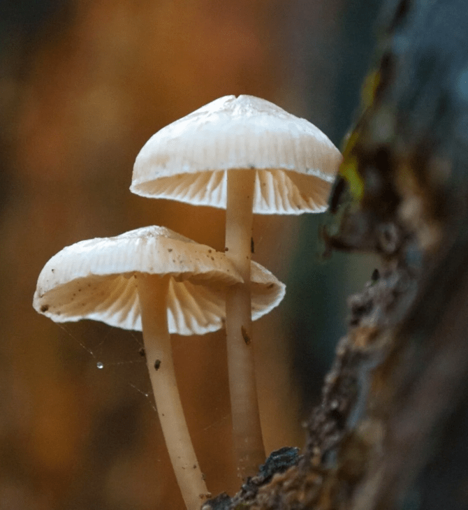 Έδεσσα: Βελτιώνεται η υγεία του ζευγαριού που δηλητηριάστηκε από άγρια μανιτάρια