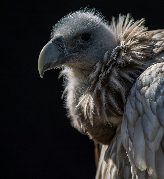 ΓΥΠΑΣ ΙΝΔΙΑ