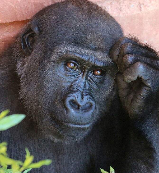 ΠΙΘΗΚΟΣ ΑΛΚΟΟΛ ΑΝΘΡΩΠΟΣ ΕΡΕΥΝΑ