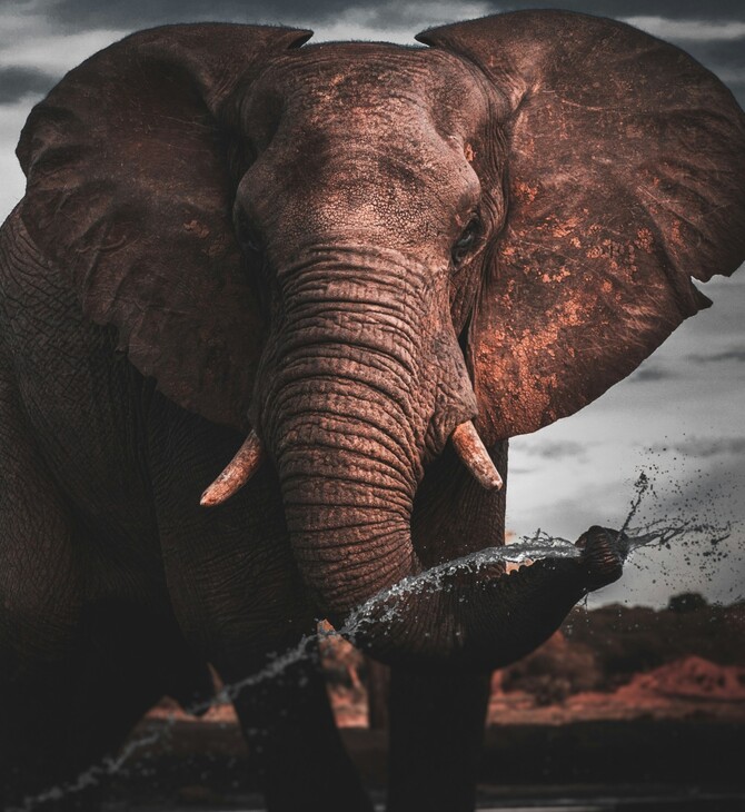 ΠΟΡΤΟΓΑΛΙΑ ΕΛΕΦΑΝΤΑΣ