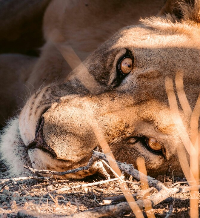 ΒΡΑΖΙΛΙΑ ΛΙΟΝΤΑΡΙ ΝΕΚΡΟΣ