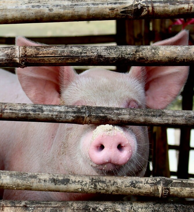 Ισπανία: Κινητοποιήθηκε ο στρατός για την αφρικανική πανώλη των χοίρων - Από τι προκλήθηκε η νόσος