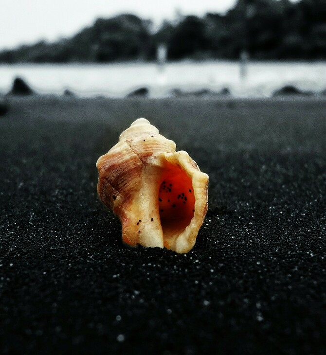 Κοχύλια που βρέθηκαν στην Ισπανία μπορεί να ανήκουν στα αρχαιότερα γνωστά μουσικά όργανα