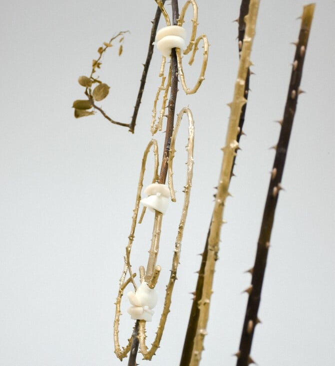 Ανδρέας Μαλλουρής: An Evening Botanist