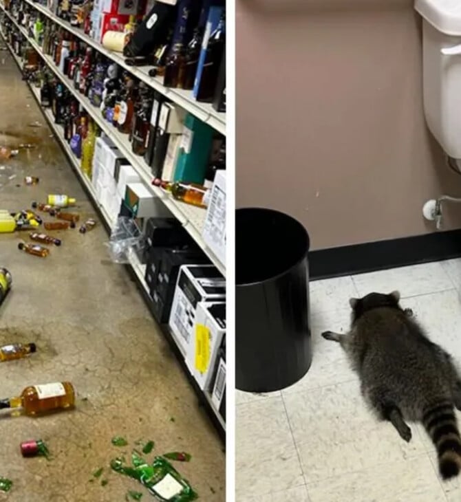 Ρακούν κάβα