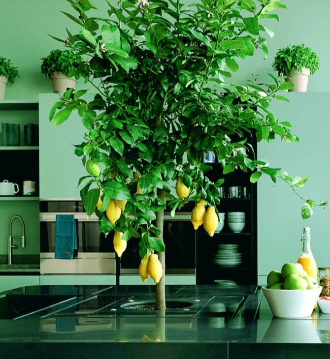 Matcha Mania: Το τσάι που έγινε… απόχρωση