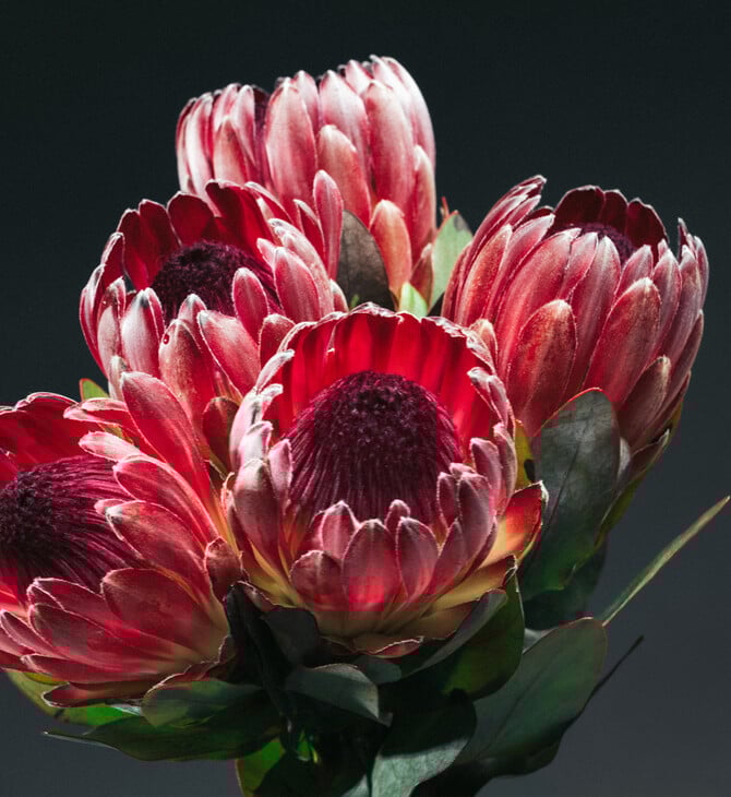 Δεν είναι τα γαριφαλάκια που ήξερες από τη μαμά σου