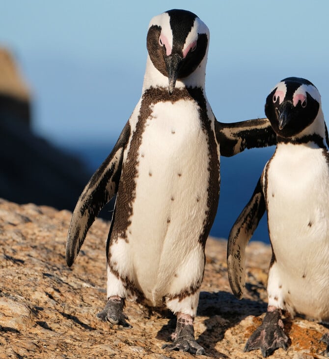 60.000 αφρικανικοί πιγκουίνοι πέθαναν από ασιτία καθώς τα αποθέματα σαρδέλας καταρρέουν