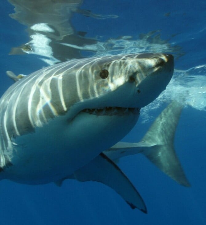 ΚΑΡΧΑΡΙΑΣ ΠΑΡΑΝΟΜΟ ΕΜΠΟΡΙΟ ΠΡΟΣΤΑΤΕΥΤΟΜΕΝΟ ΕΙΔΟΣ