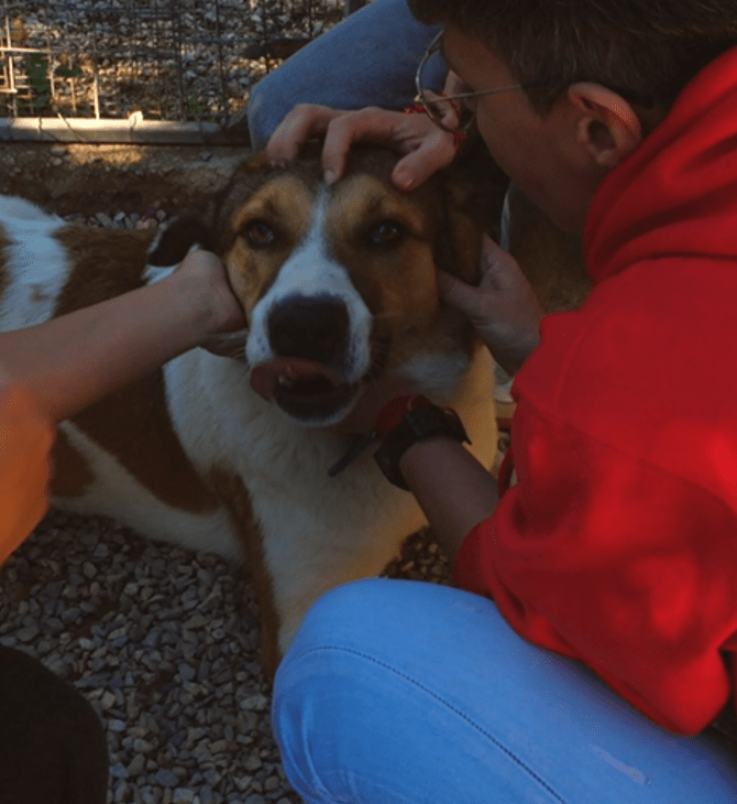 Η Purina δίπλα στα αδέσποτα της Dogs’ Voice για την Παγκόσμια Ημέρα Εθελοντισμού