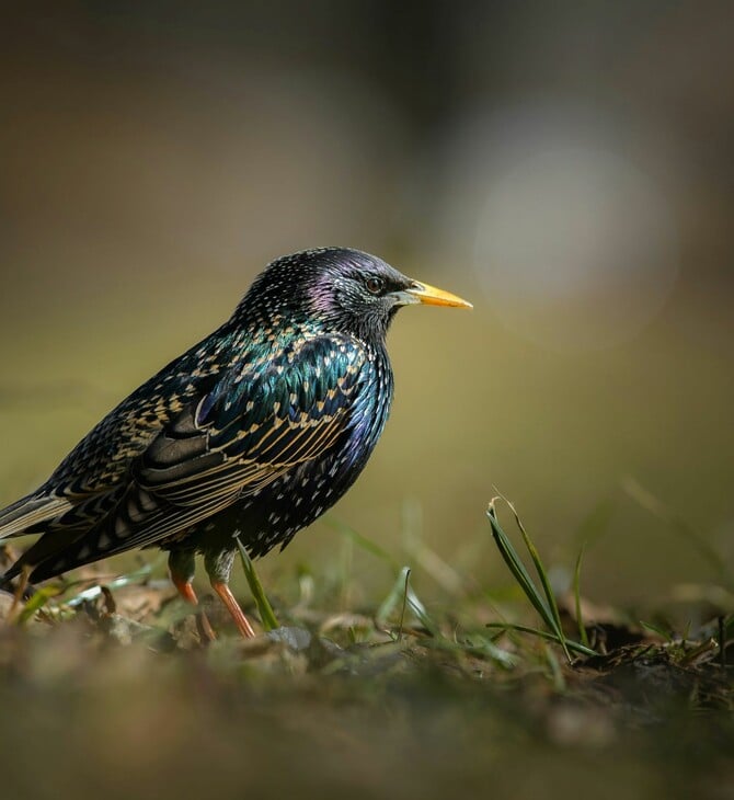 Γιατί όλο και περισσότεροι δρόμοι στη Βρετανία παίρνουν την ονομασία πτηνών