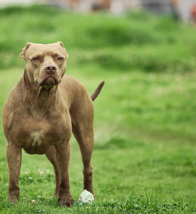 ΖΑΚΥΝΘΟΣ ΣΚΥΛΟΣ ΘΑΝΑΤΟΣ ΠΑΙΔΙ