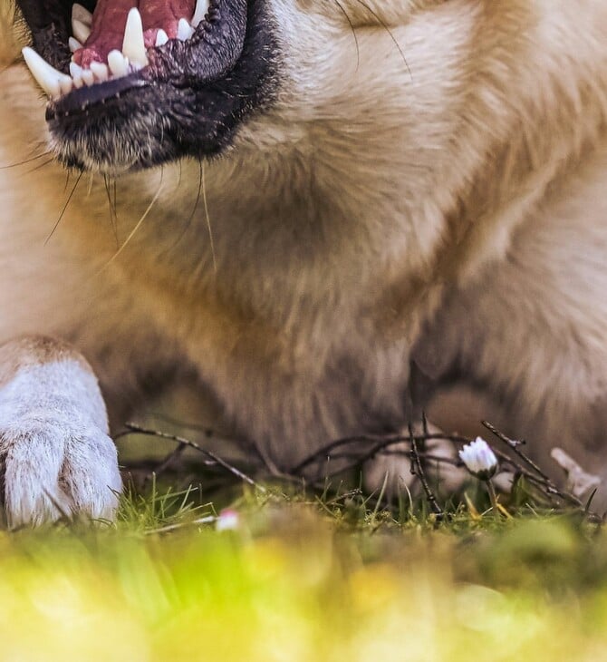 Νεκρό παιδί στη Ζάκυνθο: «Είδα τον πατέρα με αίματα, το σκυλί θα μας έτρωγε όλους», λέει ο πρόεδρος Αγίου Λέοντα